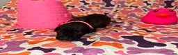 Cane Corso dogs for sale: Pink Collar Female - Ad 2