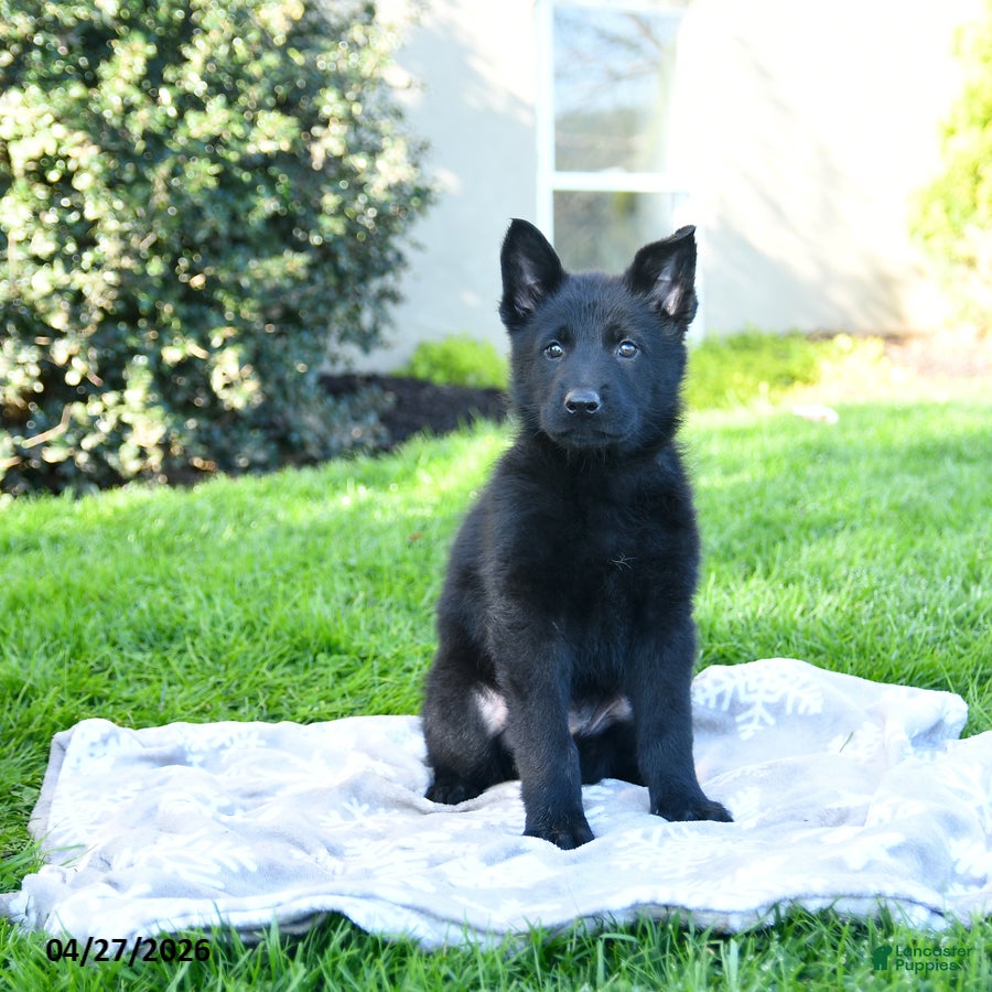 German Shepherd dogs Lori - Ad 2