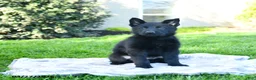 German Shepherd dogs for sale: Lori - Ad 2