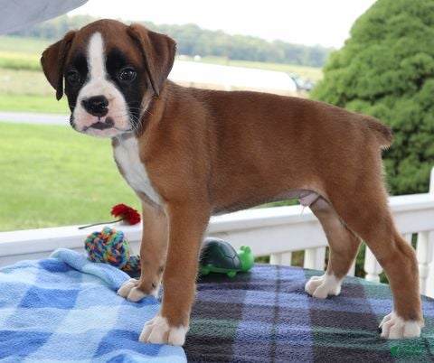 Boxer dogs Goldie- Champ lines - Ad 2