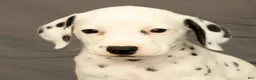 Dalmatian dogs for sale: Rita - Ad 9