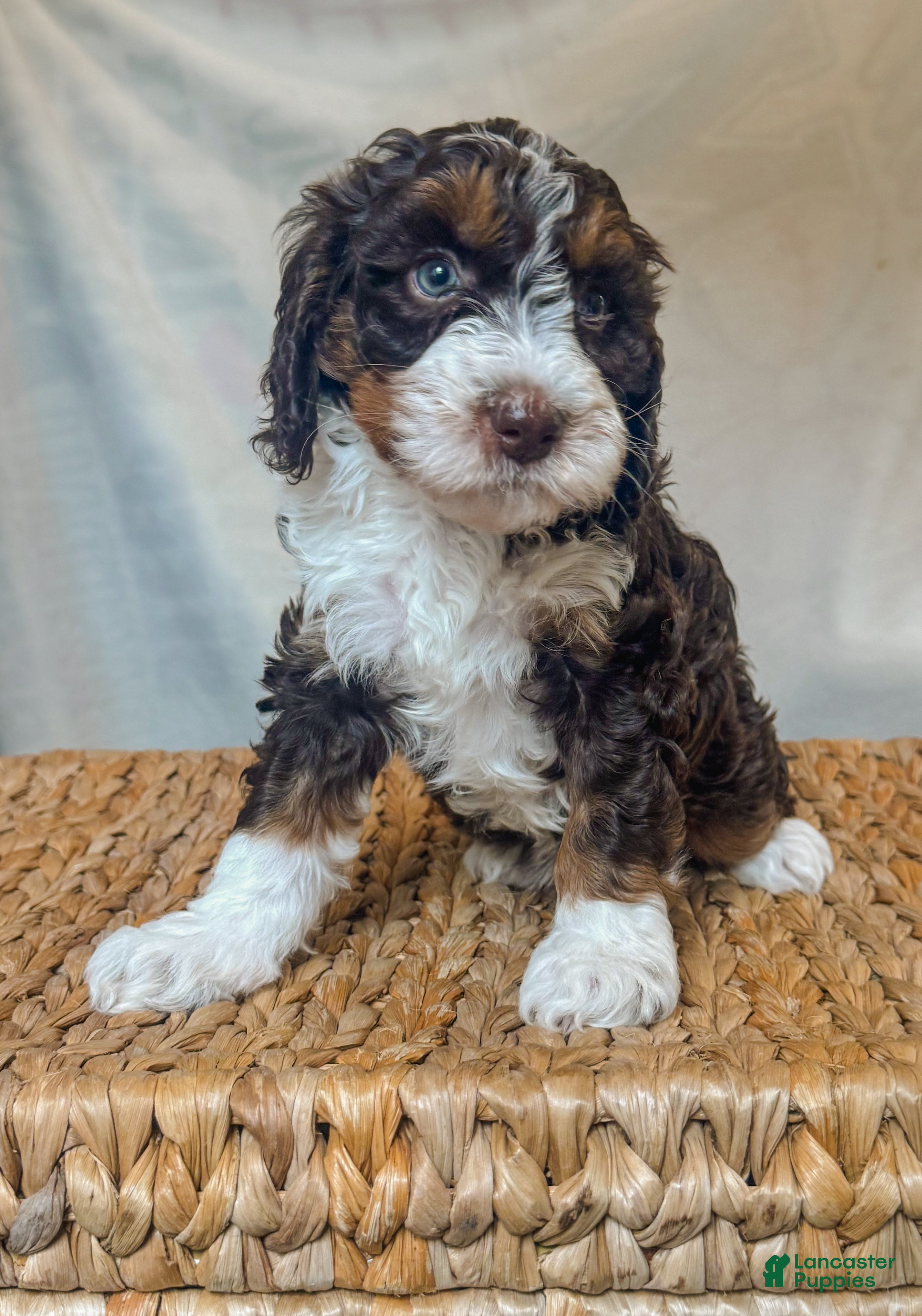 Bernedoodle dogs Peanut  - Ad 12
