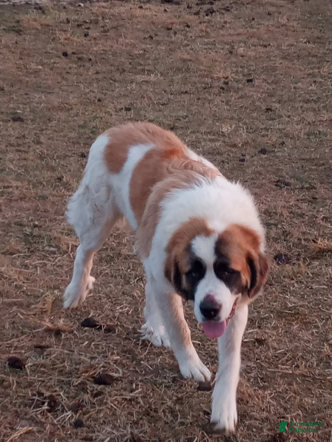 Gallery Image {{count}}