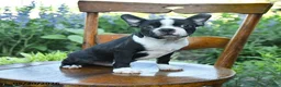 Boston Terrier dogs for sale: Vadar  - Ad 3