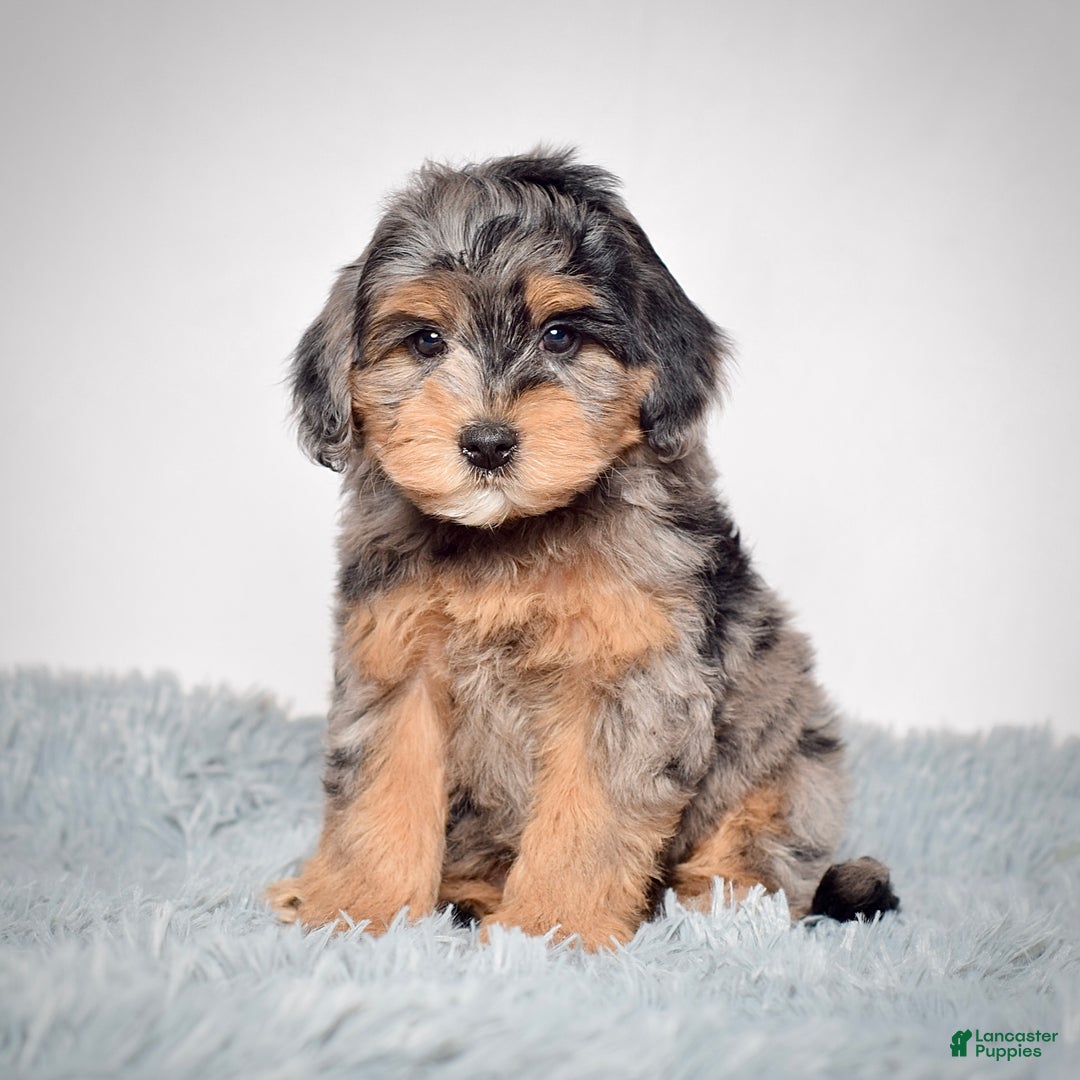 Mini Goldendoodle dogs for sale: Mr. Rambo - Ad 2