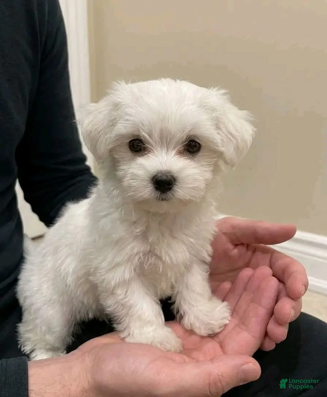 Maltese dogs for sale: Maltese 1 - Ad 3