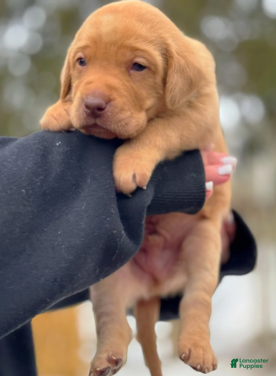 Lakeland Terrier dogs for sale: Labrador retriever - Ad 27