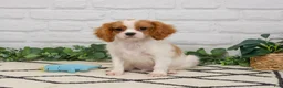 Cavalier King Charles Spaniel dogs for sale: Keanu - Ad 6