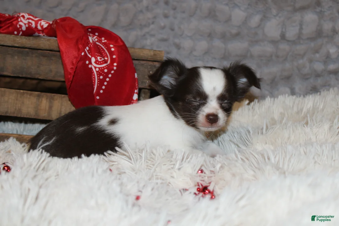Chihuahua dogs for sale: Chocolate Chip - Ad 9