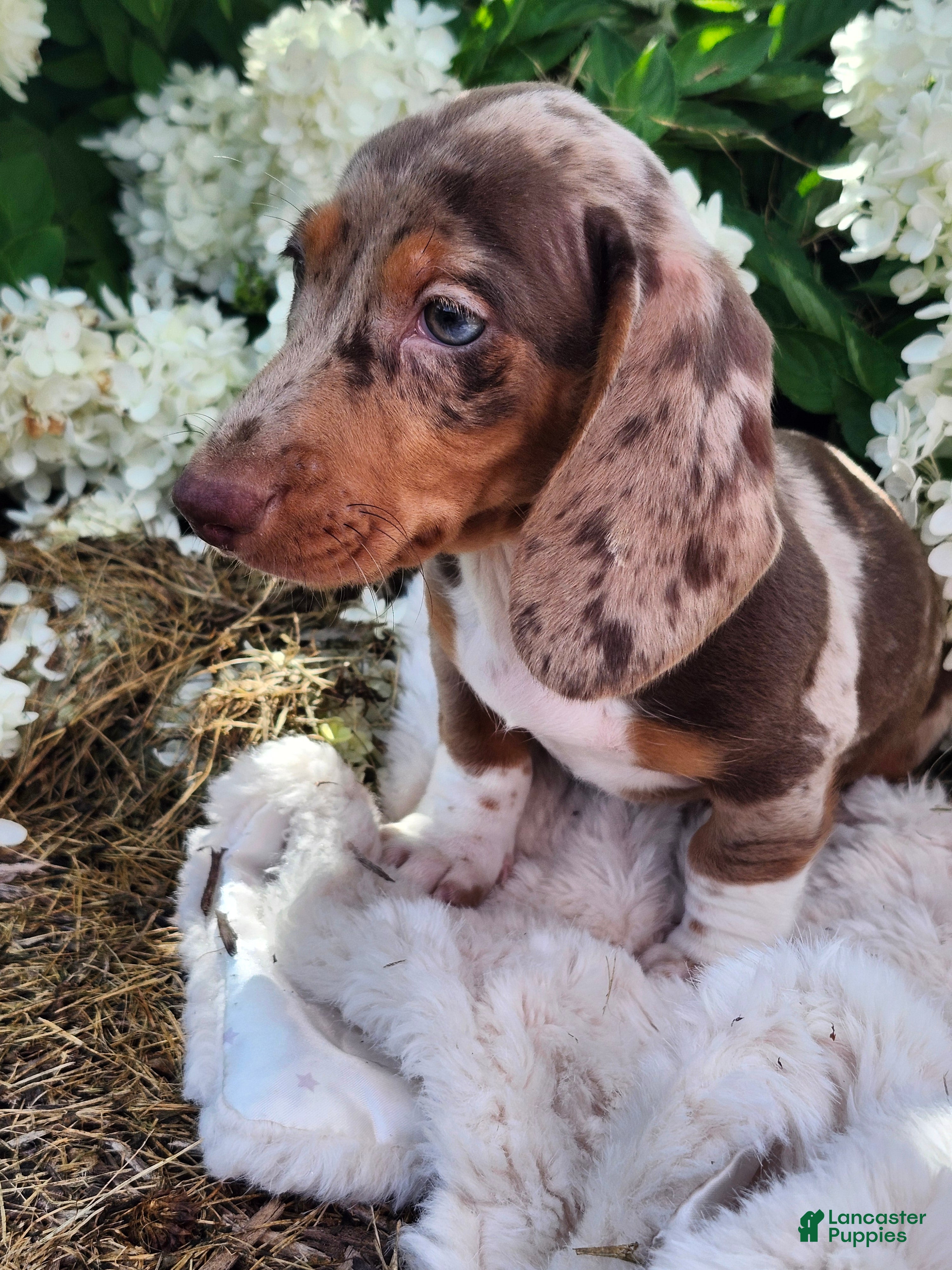 Miniature Dachshund dogs Bentley  - Ad 2