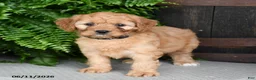 Cavapoo dogs for sale: Pepper - Ad 5