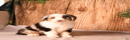 Miniature Australian Shepherd dogs for sale: Eggnog - Ad 1