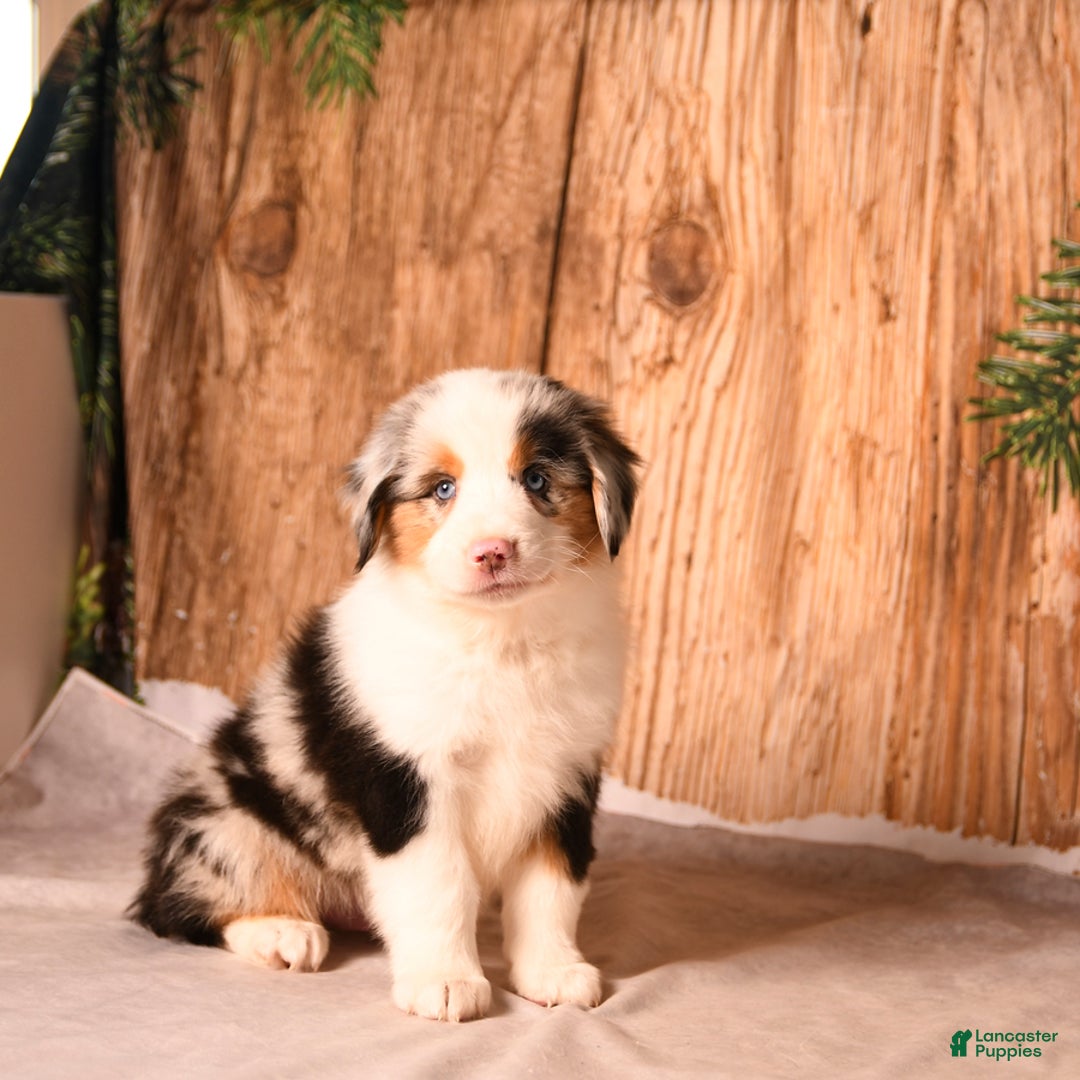 Miniature Australian Shepherd dogs for sale: Eggnog - Ad 1