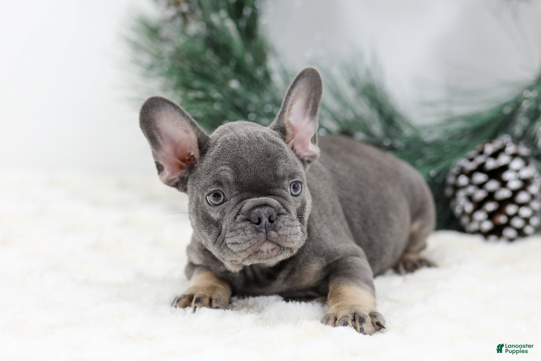 French Bulldog dogs for sale: Champ - Ad 4