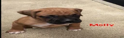 Boxer dogs for sale: Boxer Puppy 4 - Ad 3