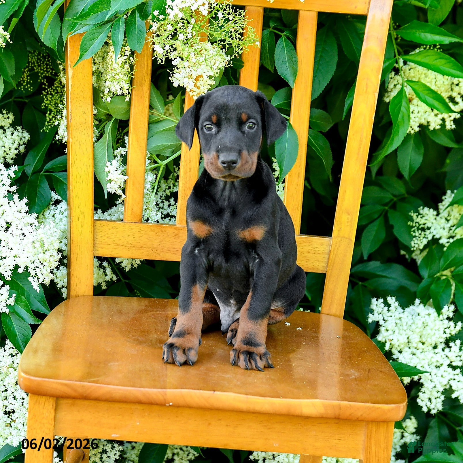 Doberman Pinscher dogs for sale: Laurie - Ad 3