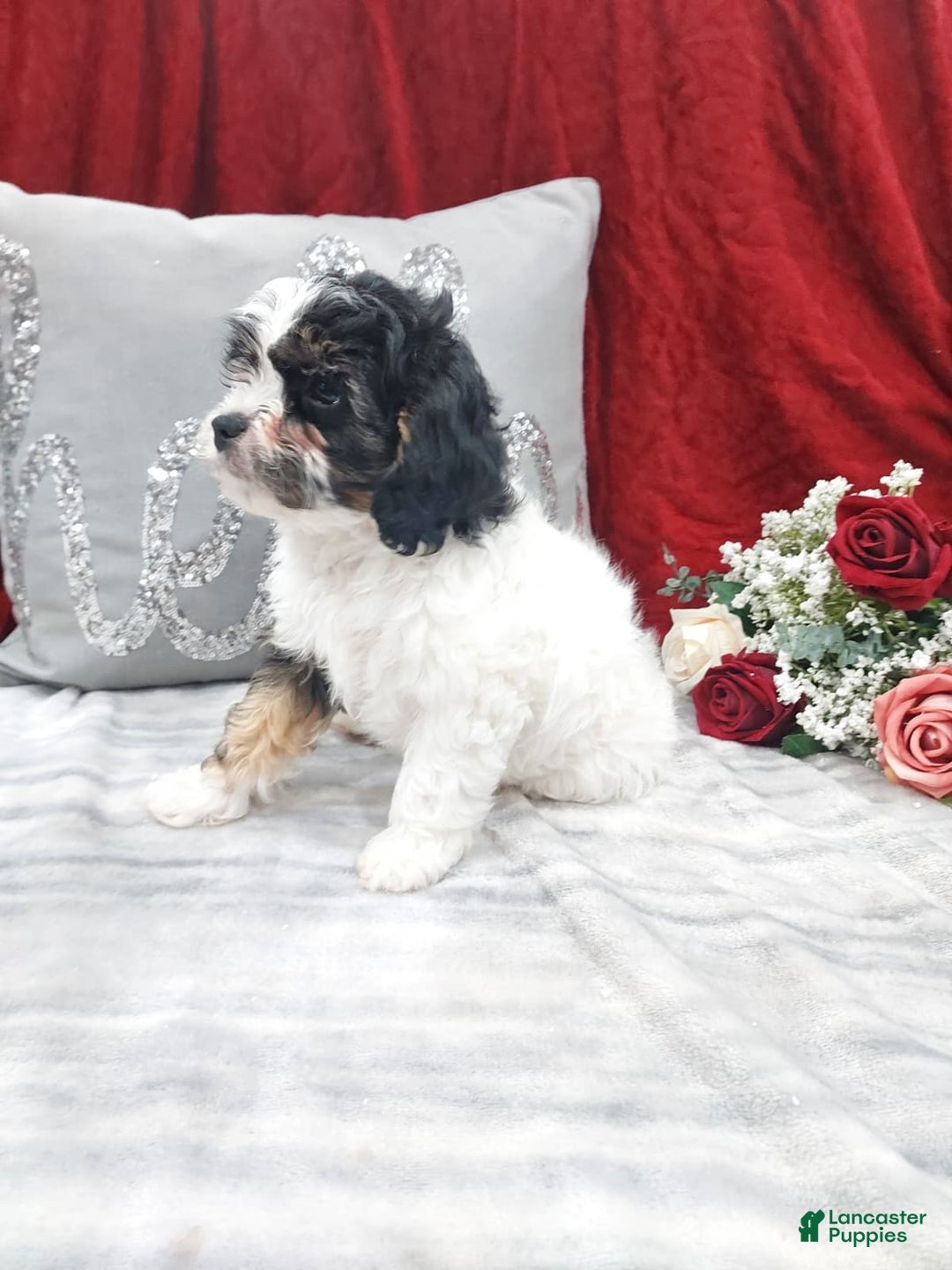 Cavapoo dogs for sale: Luna - Ad 4