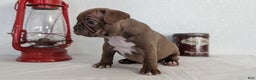 Frenchton dogs for sale: Lyla  - Ad 8