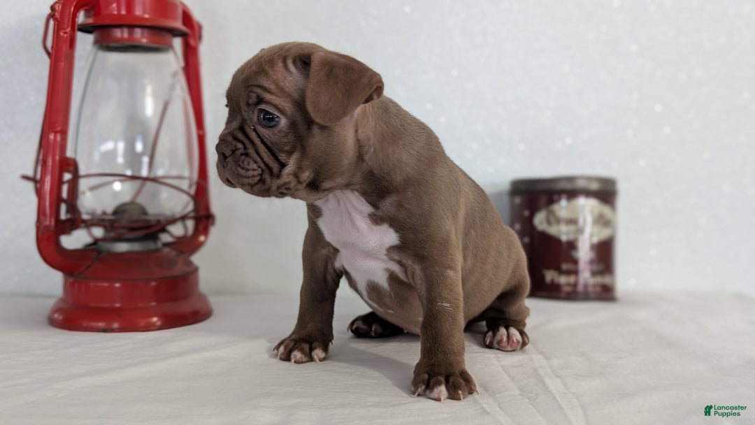 Frenchton dogs for sale: Lyla  - Ad 8