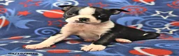 Boston Terrier dogs for sale: Lucy - Ad 1