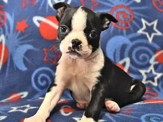 Boston Terrier dogs for sale: Lucy - Ad 2