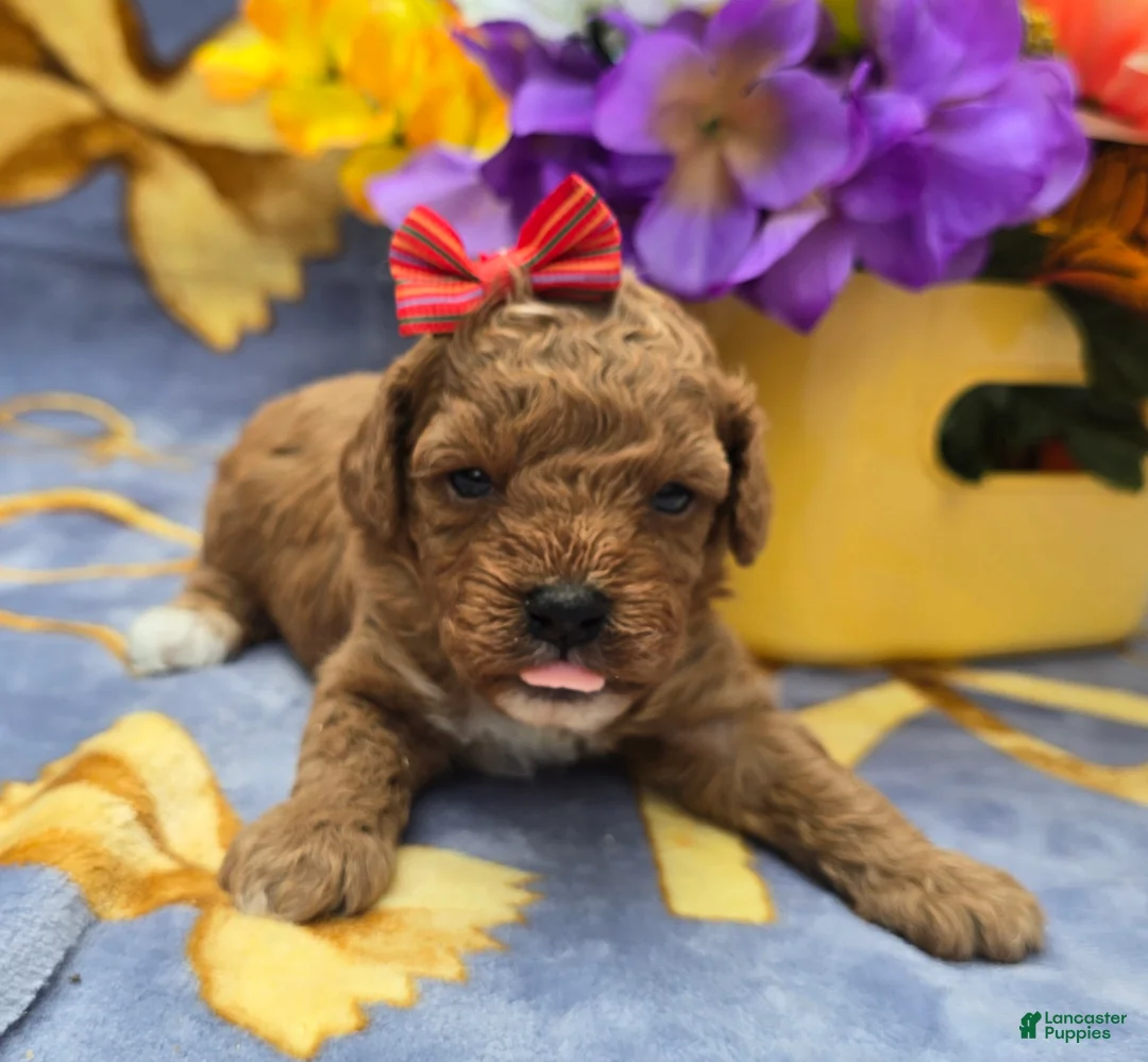 Cavapoo dogs for sale: Hibiscus  - Ad 1
