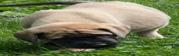 English Mastiff dogs for sale: English Mastiff Puppy 4 - Ad 12