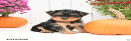 Yorkshire Terrier dogs for sale: Hailey - Ad 1