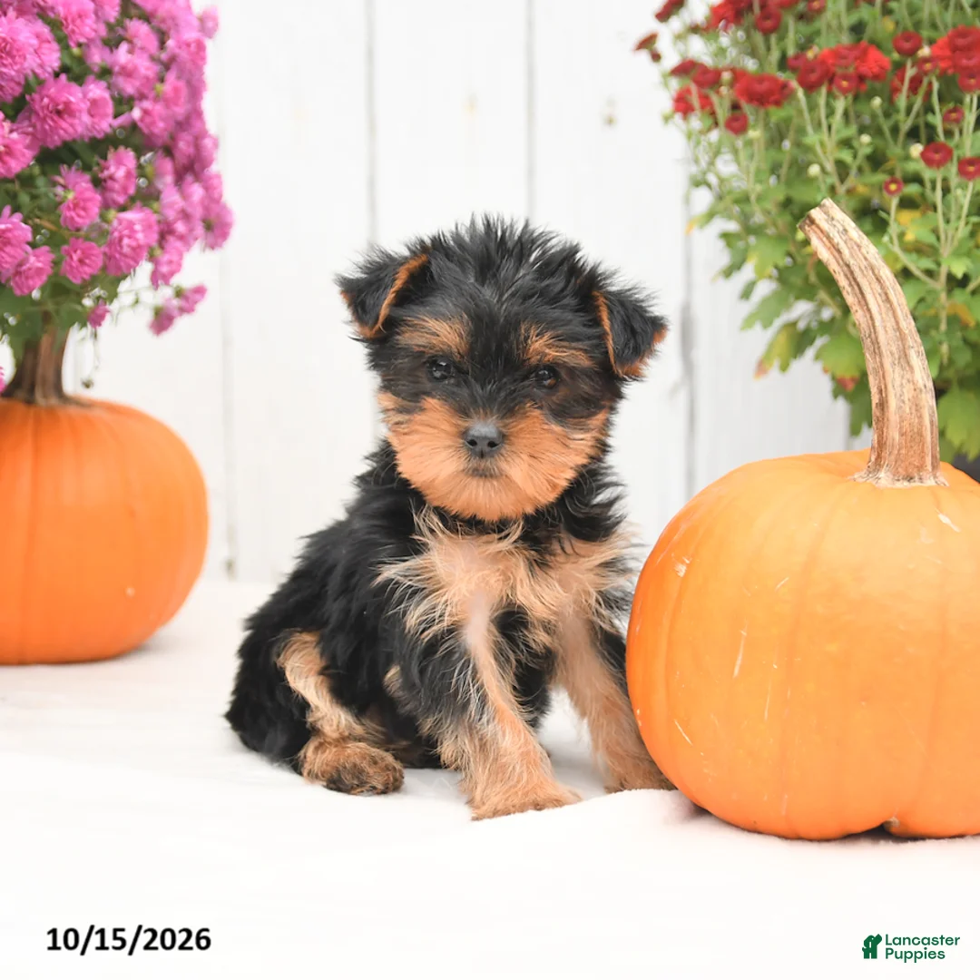 Yorkshire Terrier dogs for sale: Hailey - Ad 1
