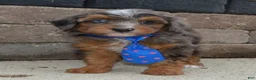 Mini Aussiedoodle dogs for sale: Mini Ace - Ad 5