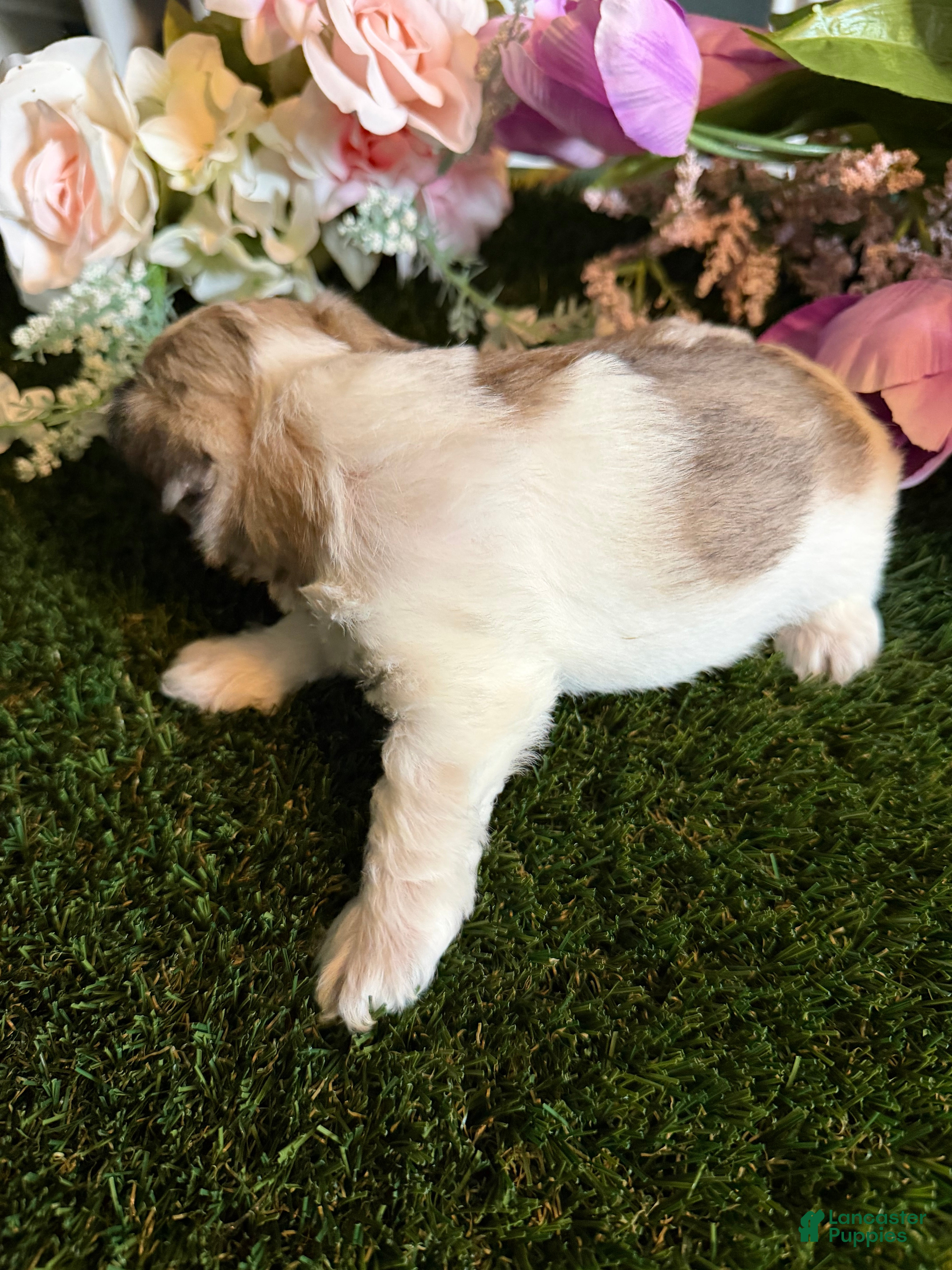 Mixed Breed dogs Girl 1 - Ad 1