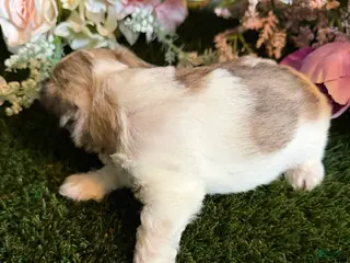 Mixed Breed dogs for sale: Girl 1 - Ad 4