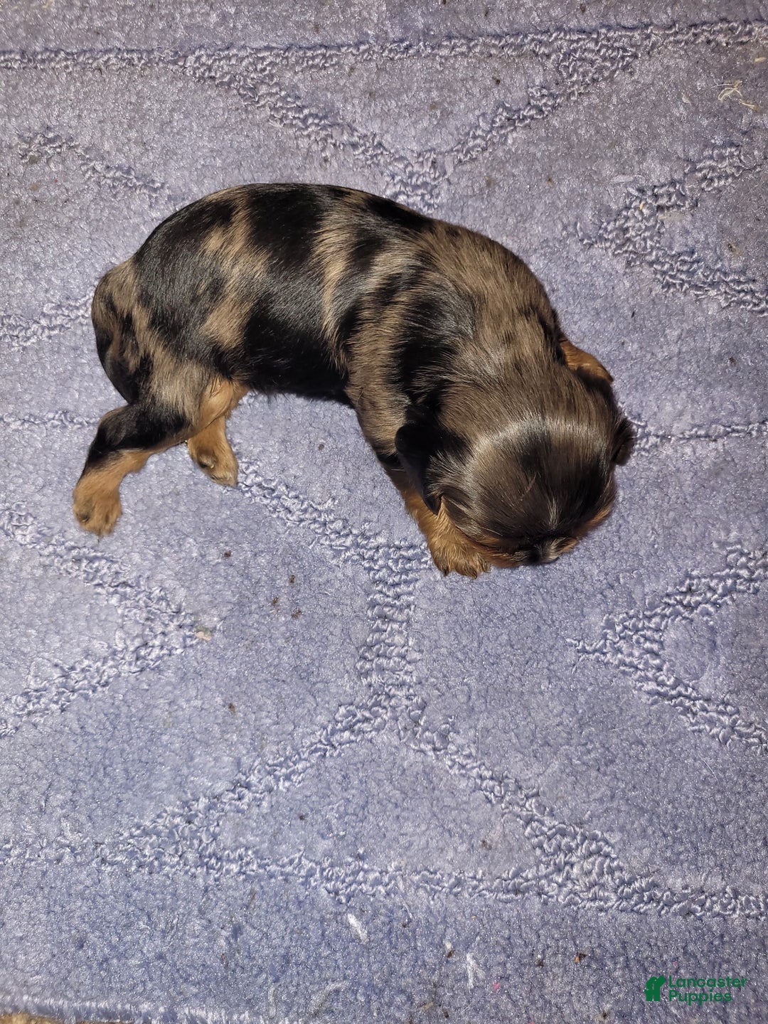 Cavalier King Charles Spaniel dogs for sale: Prince Louis - Ad 5