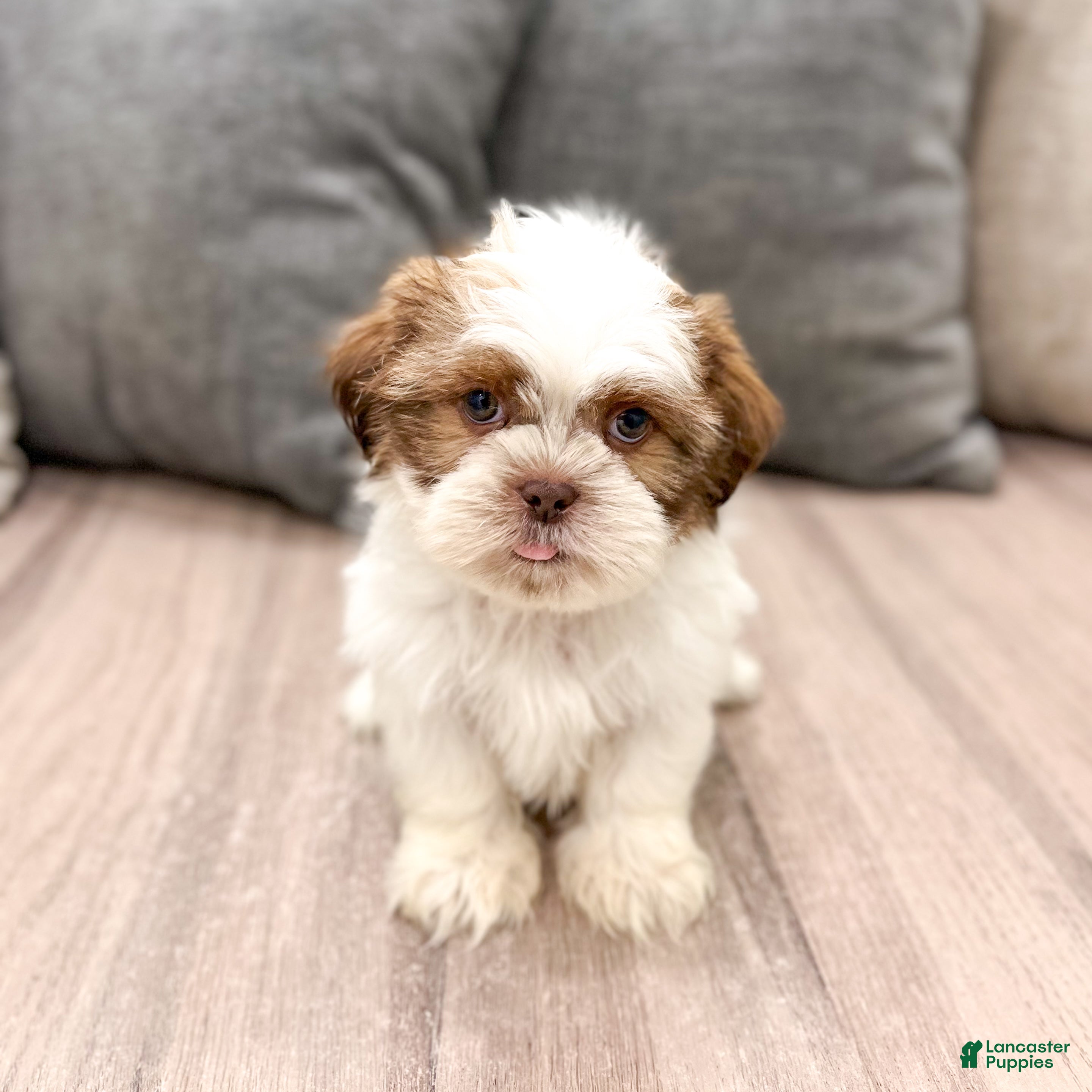 Shih Tzu dogs Camp - Ad 1