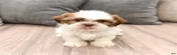 Shih Tzu dogs for sale: Camp - Ad 1