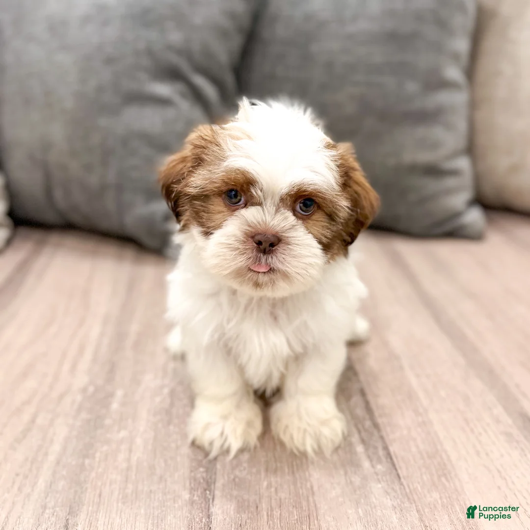 Shih Tzu dogs for sale: Camp - Ad 1