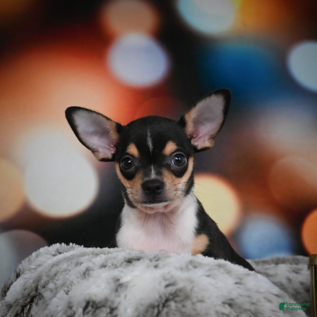 Chihuahua dogs for sale: Luca - Ad 9