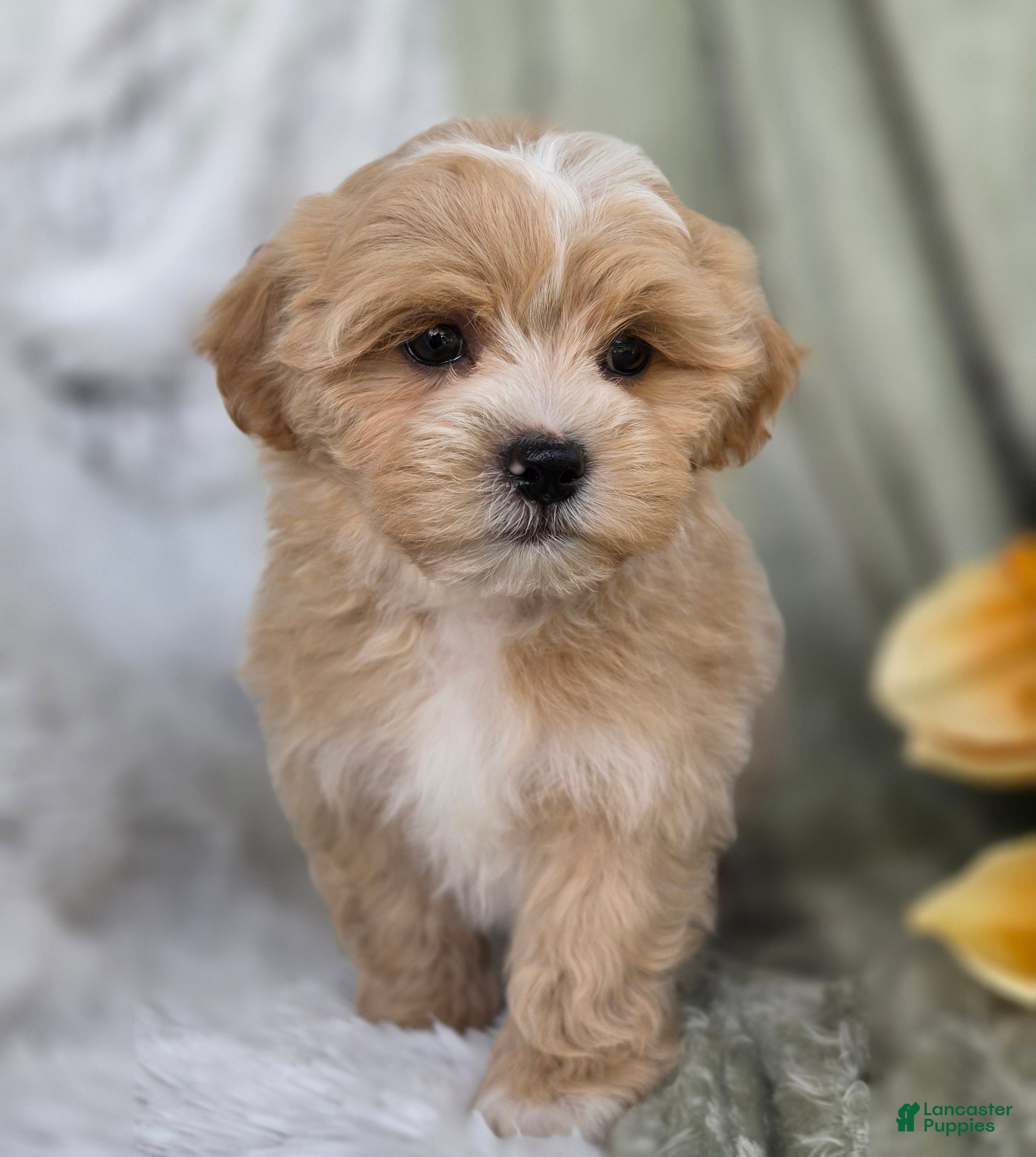 Shihpoo dogs Kip - Ad 1