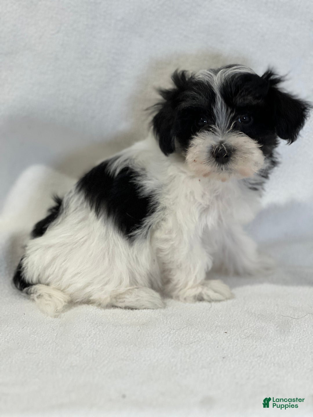 Mixed Breed dogs for sale: Harper - Ad 2