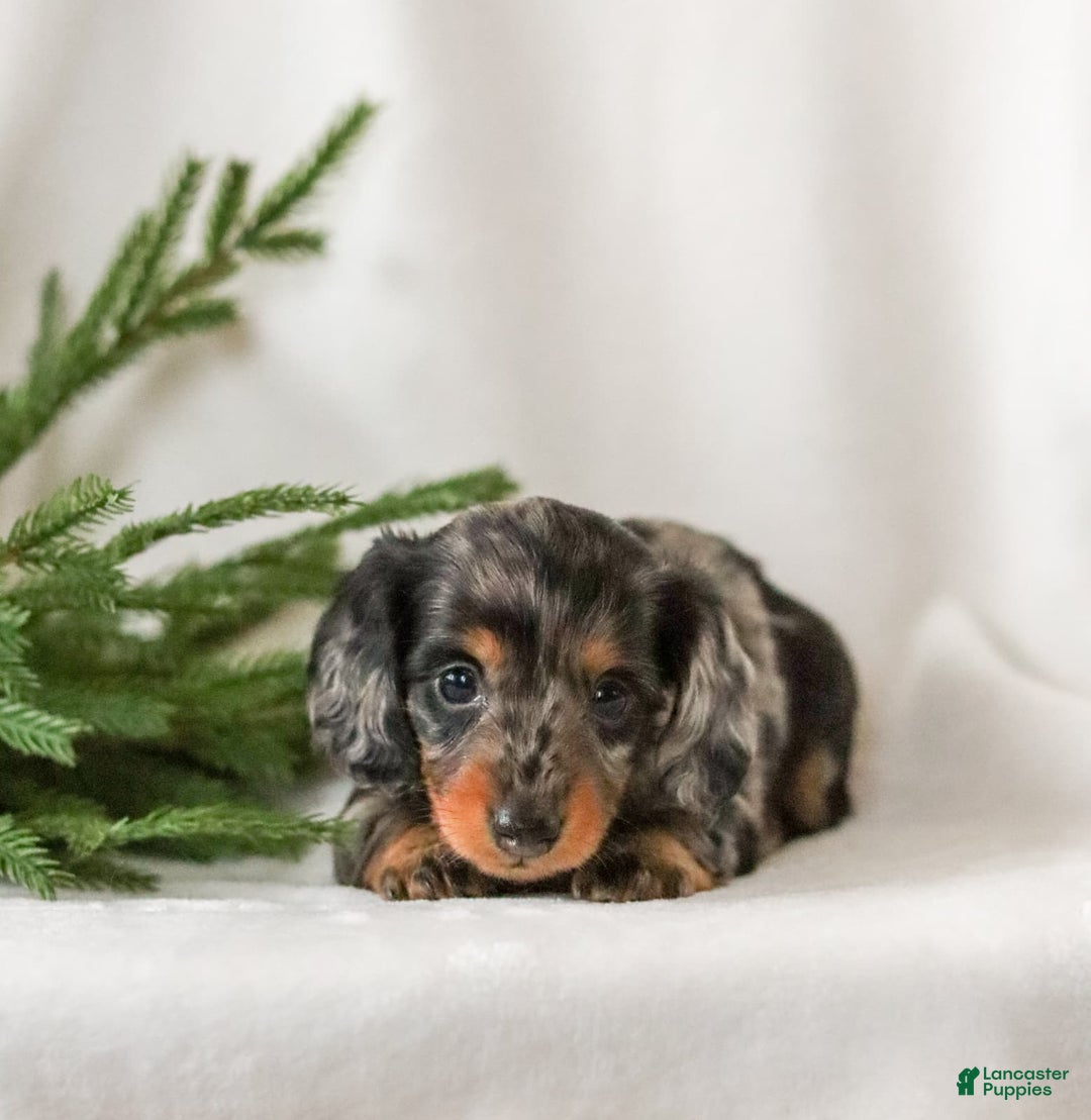 Miniature Dachshund dogs for sale: Izza - Ad 6