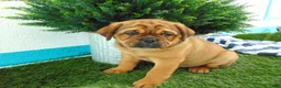 Mixed Breed dogs for sale: Sadie - Ad 3