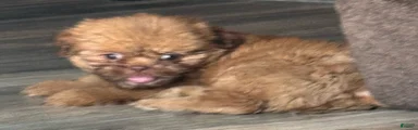Shih Tzu 2