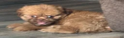 Shih Tzu dogs for sale: Shih Tzu 2 - Ad 1