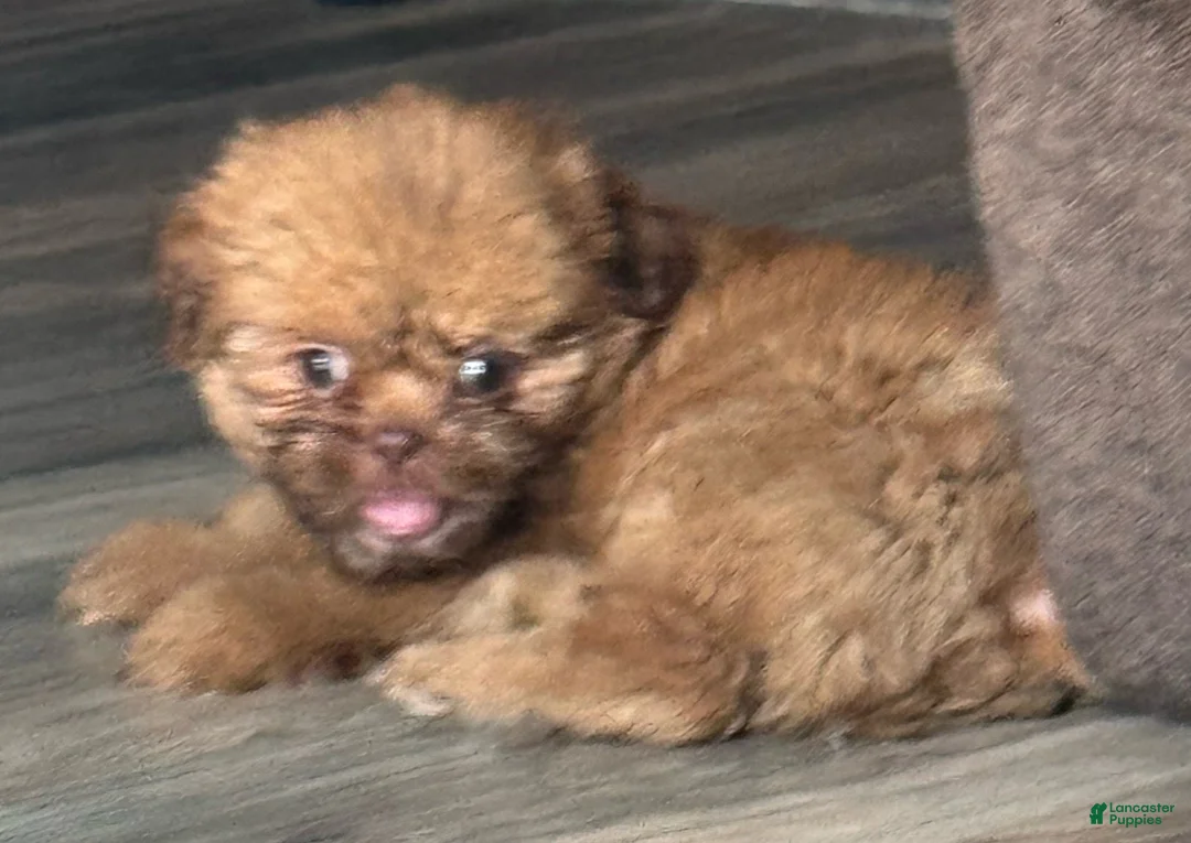 Shih Tzu dogs for sale: Shih Tzu 2 - Ad 1