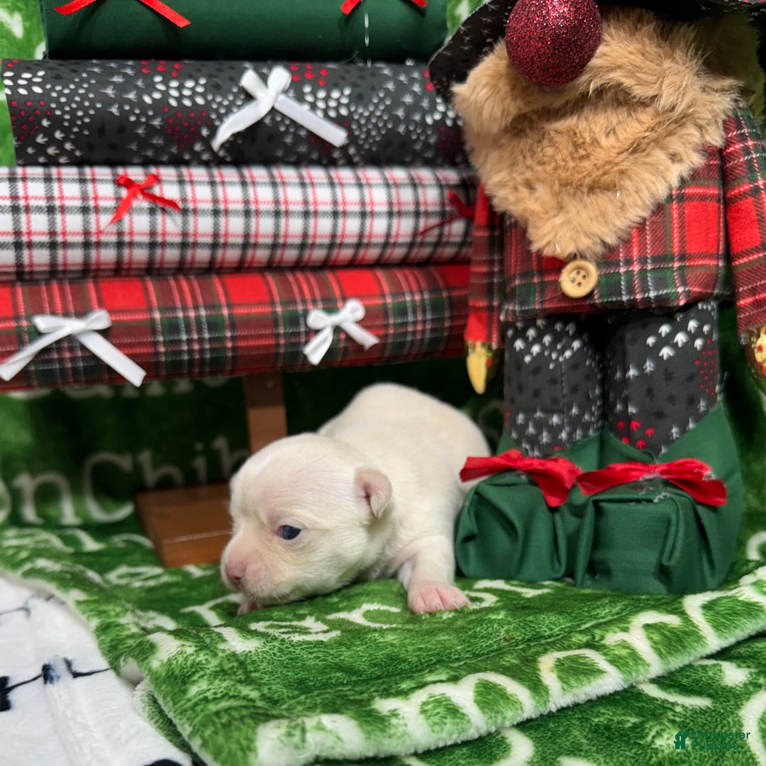 Chihuahua dogs for sale: Nova Short Coat - Ad 3