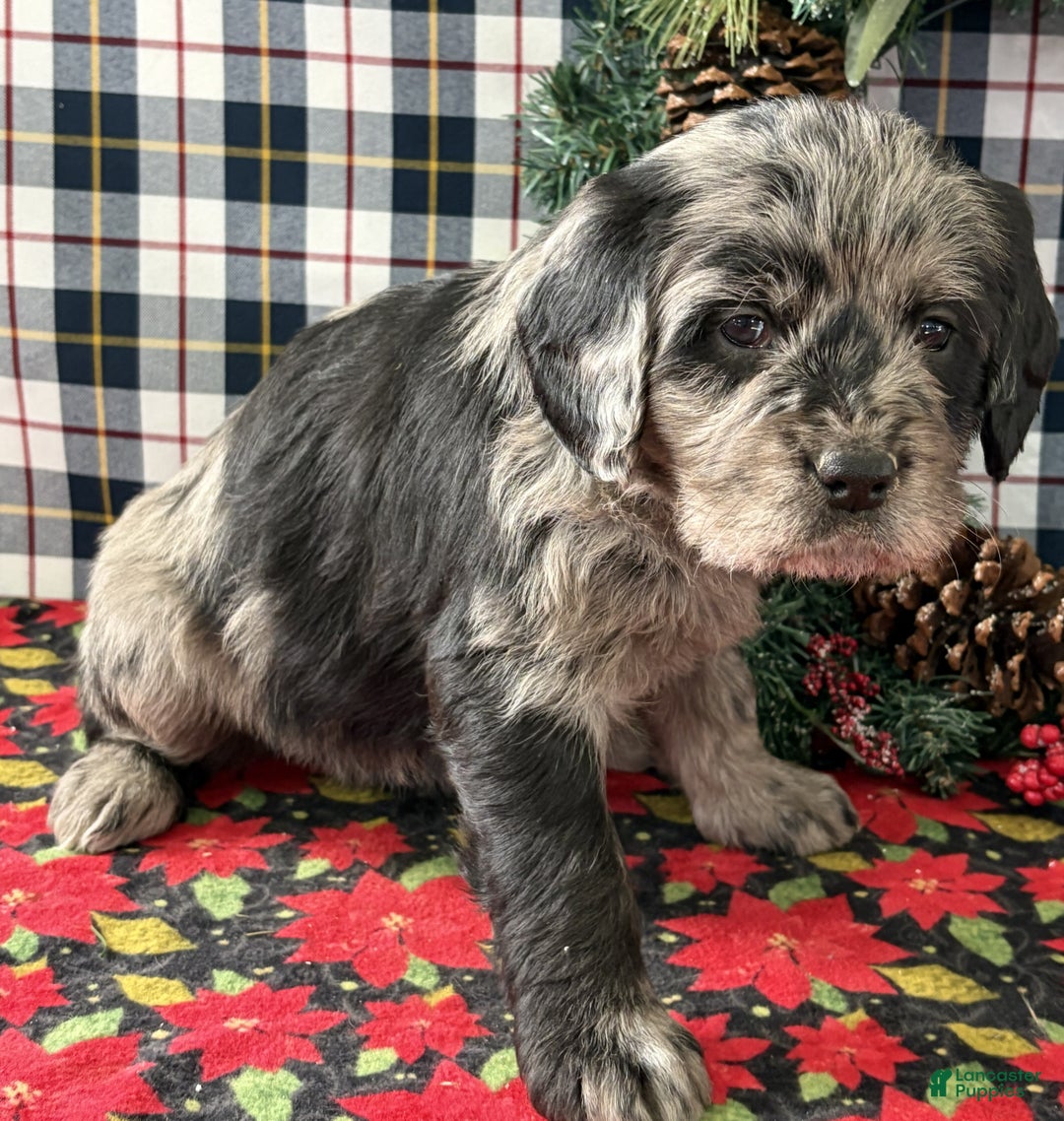 Labradoodle dogs for sale: Cora - Ad 2