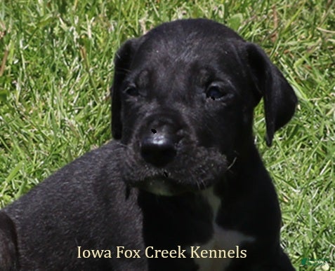 Great Dane dogs Moose - Ad 7