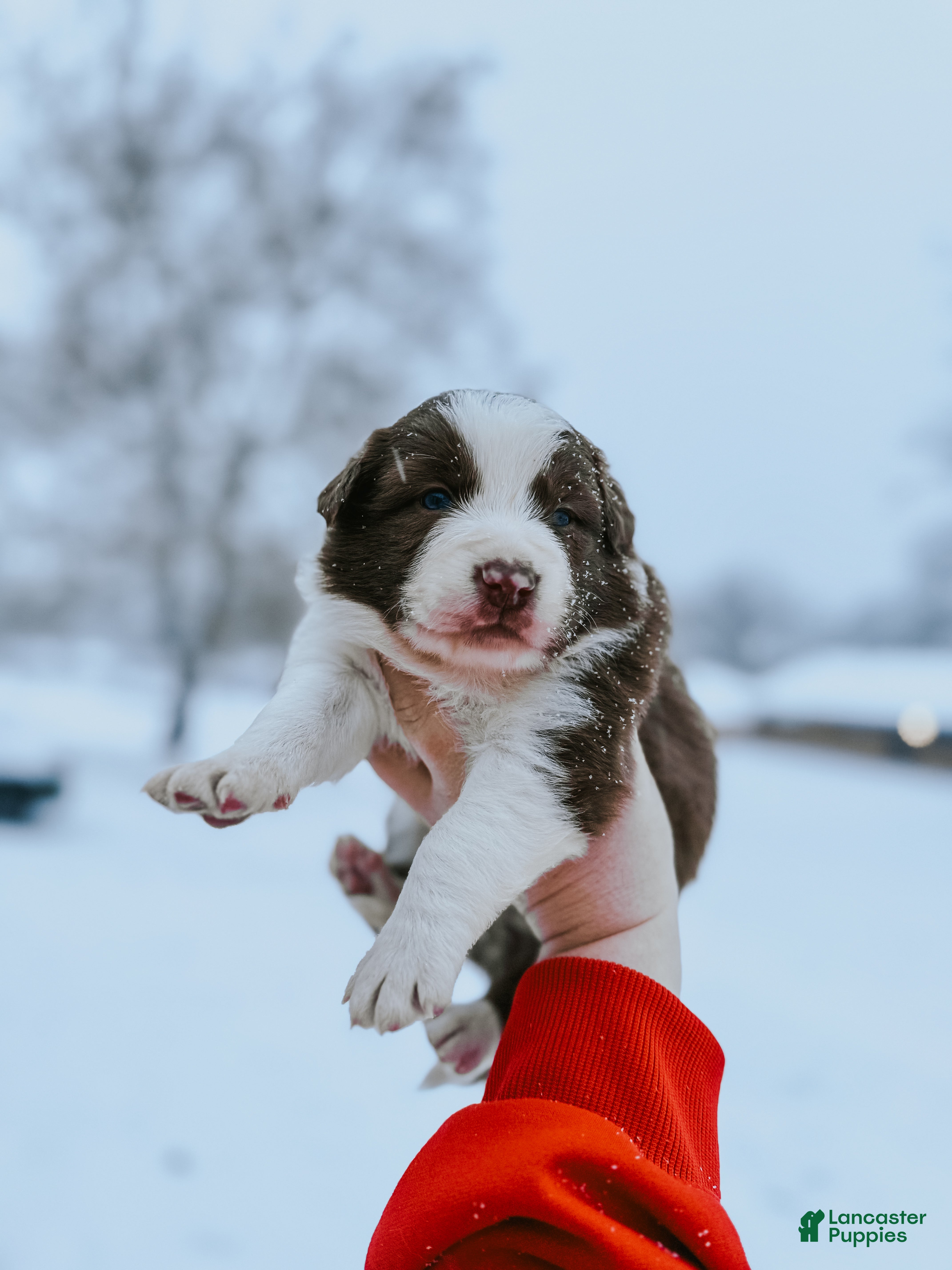 Border Collie dogs Porsche  - Ad 36