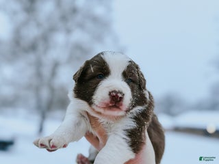 Border Collie dogs Porsche - Ad 39