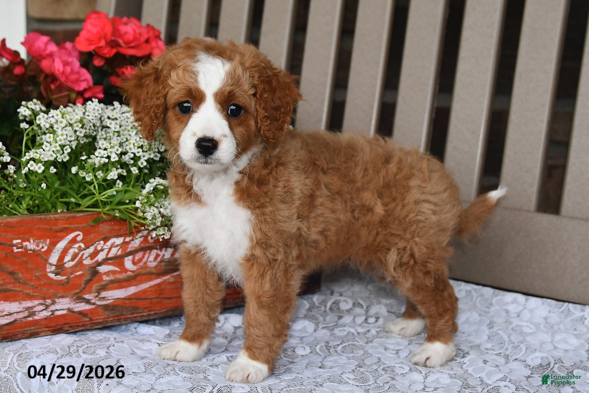Cavapoo dogs Rose  - Ad 2